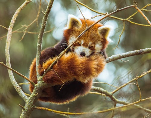 Photo of Red Panda Sleeping on Tree Branch