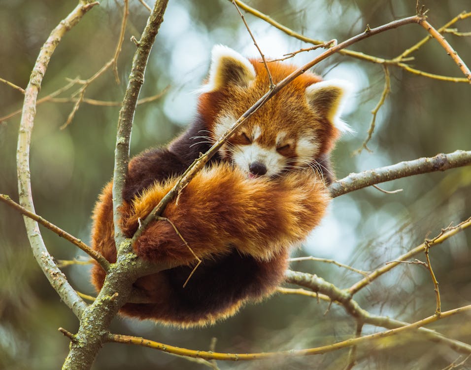 Free Photo of Red Panda Sleeping on Tree Branch Stock Photo