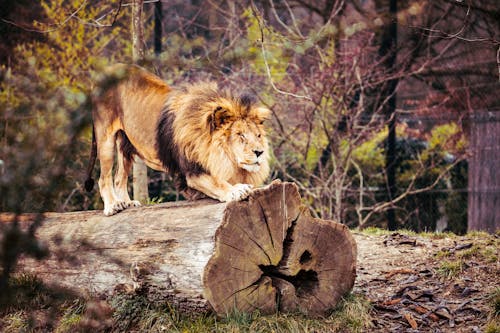狮子在树干上的照片