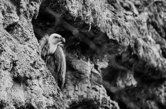 Grayscale Photo of Vulture Perched on Rock Formation