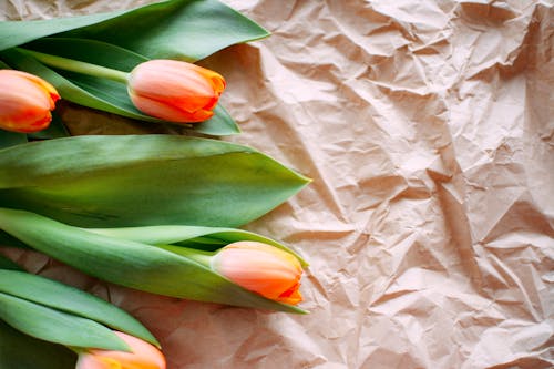 Orange Flowers on Brown Surface