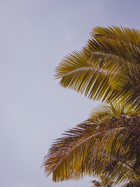 Palm Tree Leaves