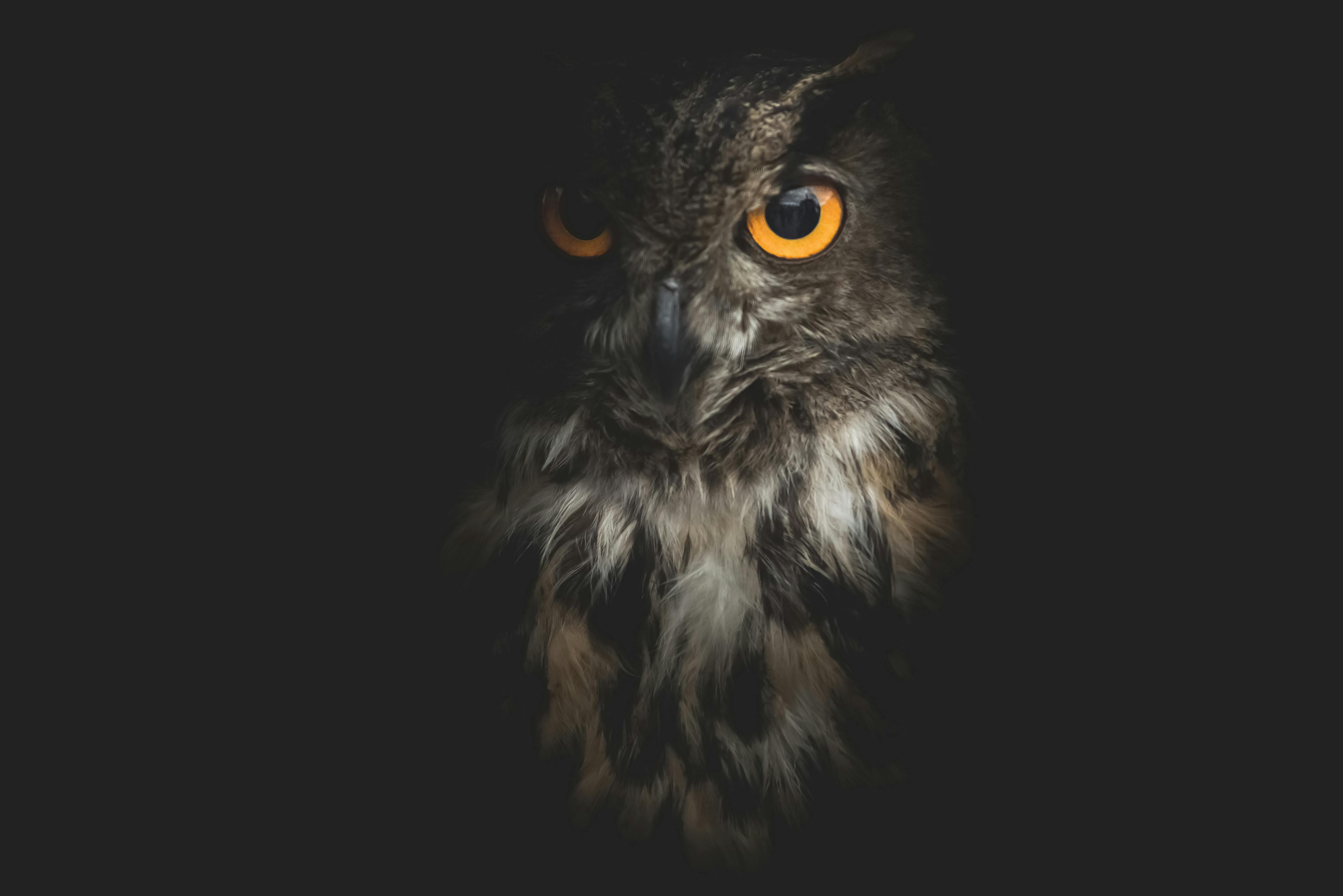 500+ Foto Wallpaper Burung Hantu HD Terbaik