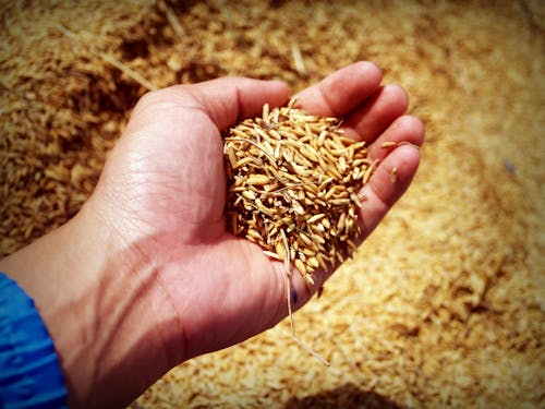 Fotos de stock gratuitas de abundancia, agrícola, agricultor