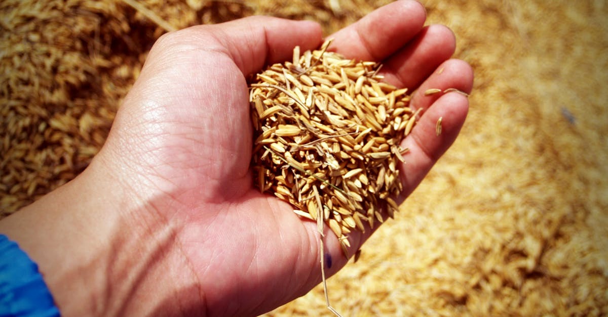 Hình ảnh lưu trữ và bảo quản lúa sau thu hoạch