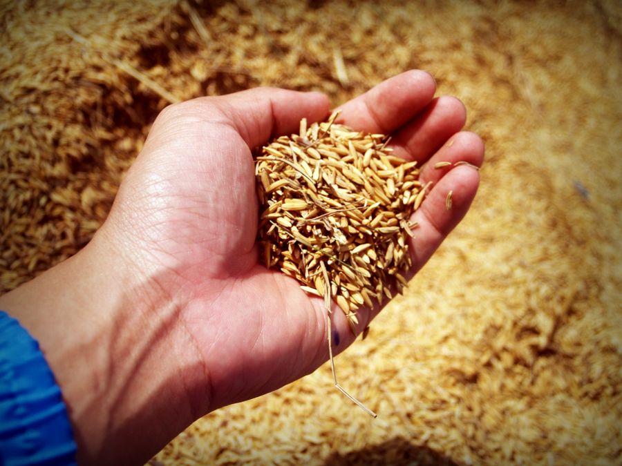 Ripe rice grains held in hand in an agricultural field