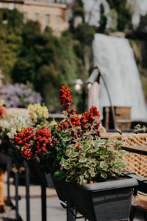 Kostnadsfri bild av arkitektur, blad, blomma