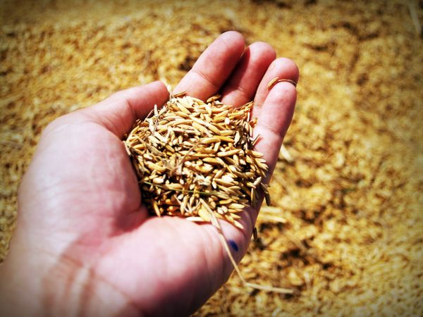 Grain in hand
