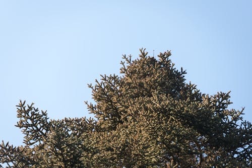 Looking up at a Spanish fir, abies pinsapo, against a blue sky