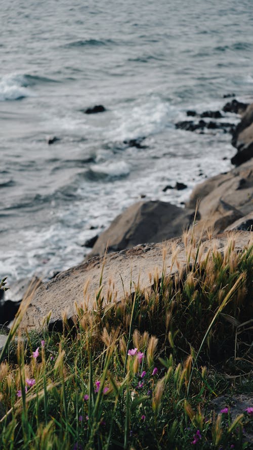 A photo of the ocean with grass and flowers