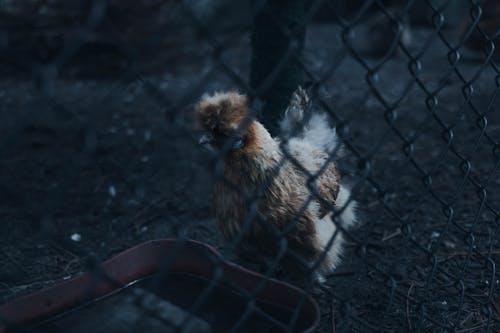 Braunes Huhn Neben Schwarzem Maschendrahtzaun