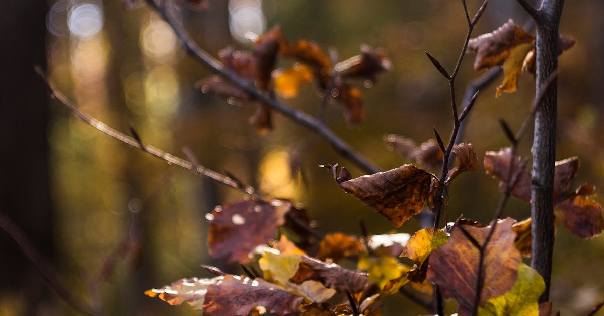 Free stock photo of autumn colours, autumn leaf, autumn leaves