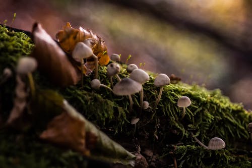 Gratis lagerfoto af bakke, bjerg, blomst