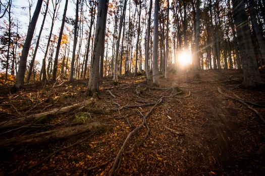 Peaceful autumn forest in Pilisszentkereszt, Hungary with sunlight streaming through the trees.