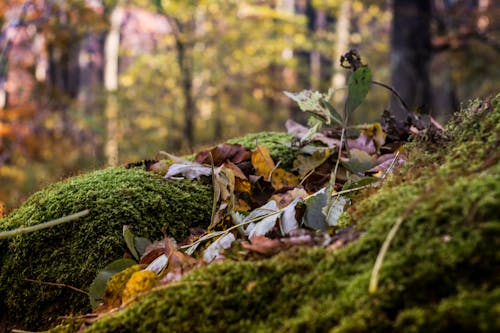 Free stock photo of autumn mood forest, beautiful, beauty