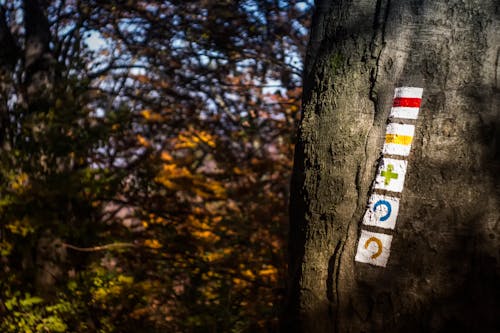 Gratis lagerfoto af sted, træer, træstamme