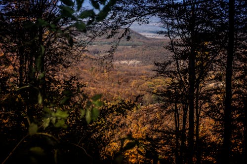 Free stock photo of autumn mood forest, beautiful, beauty