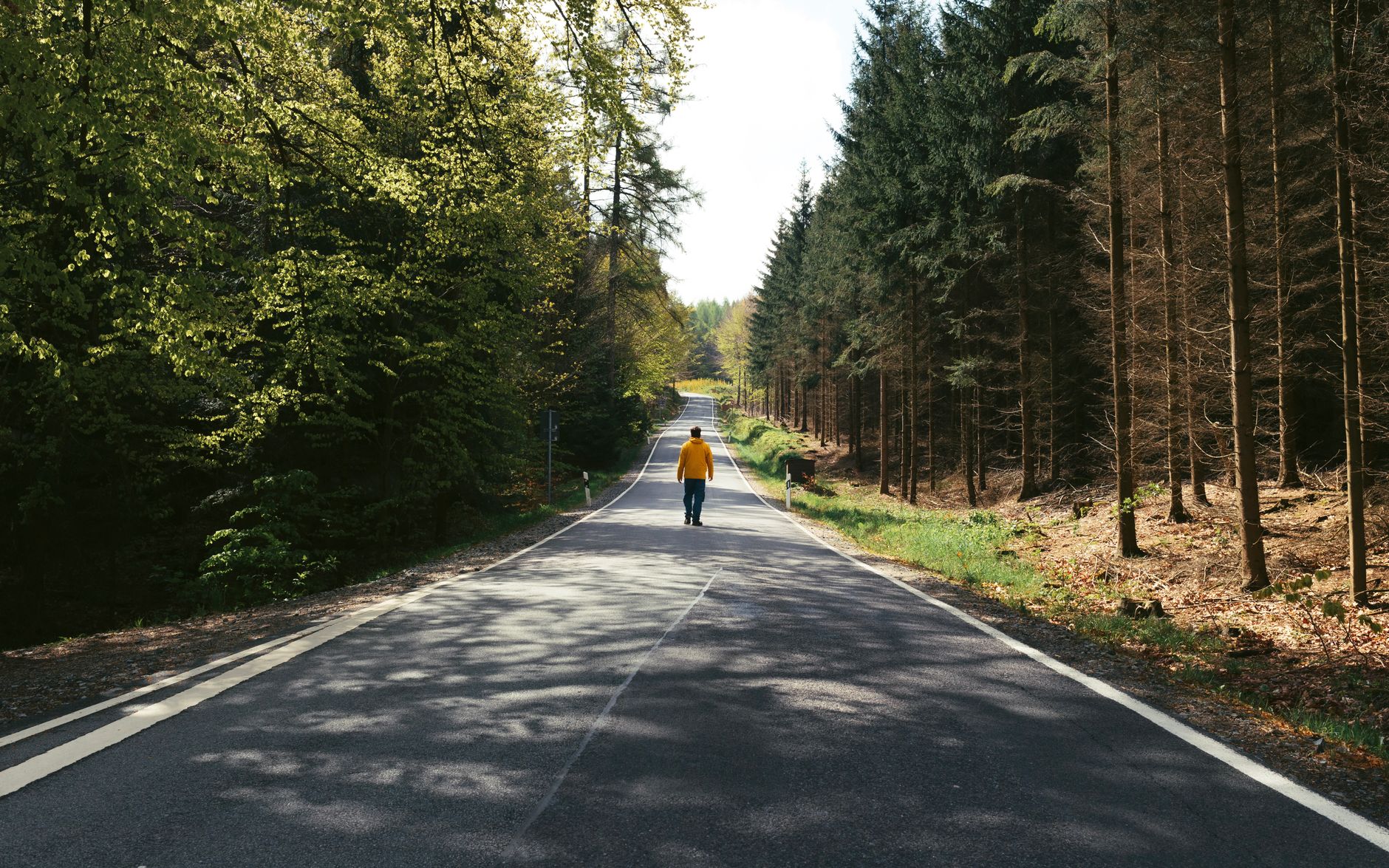 A lone hiker walks on a quiet forest road in Zittau, Germany, surrounded by lush trees and nature.