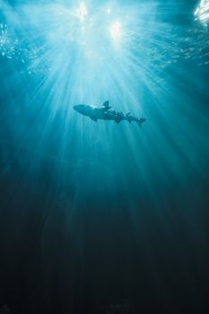 A shark gracefully swims underwater, illuminated by rays of sunlight piercing the ocean surface.