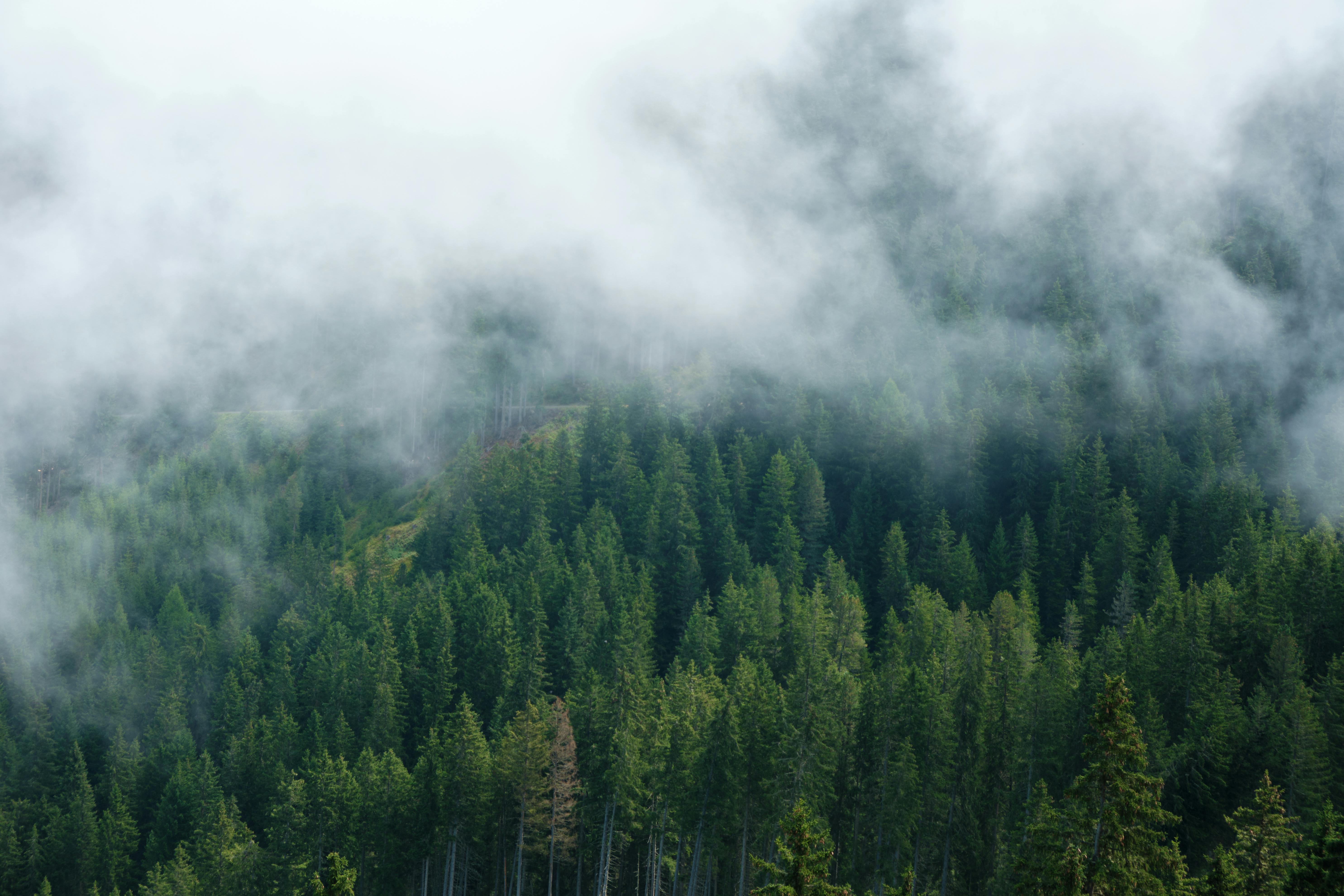 Cloud over Deep, Evergreen Forest · Free Stock Photo