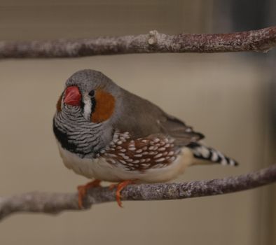 Little Bird on a Tree Branch 