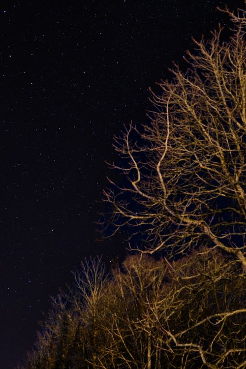 Free Beautiful night scene with silhouetted trees and a starlit sky. Perfect for tranquil themes. Stock Photo