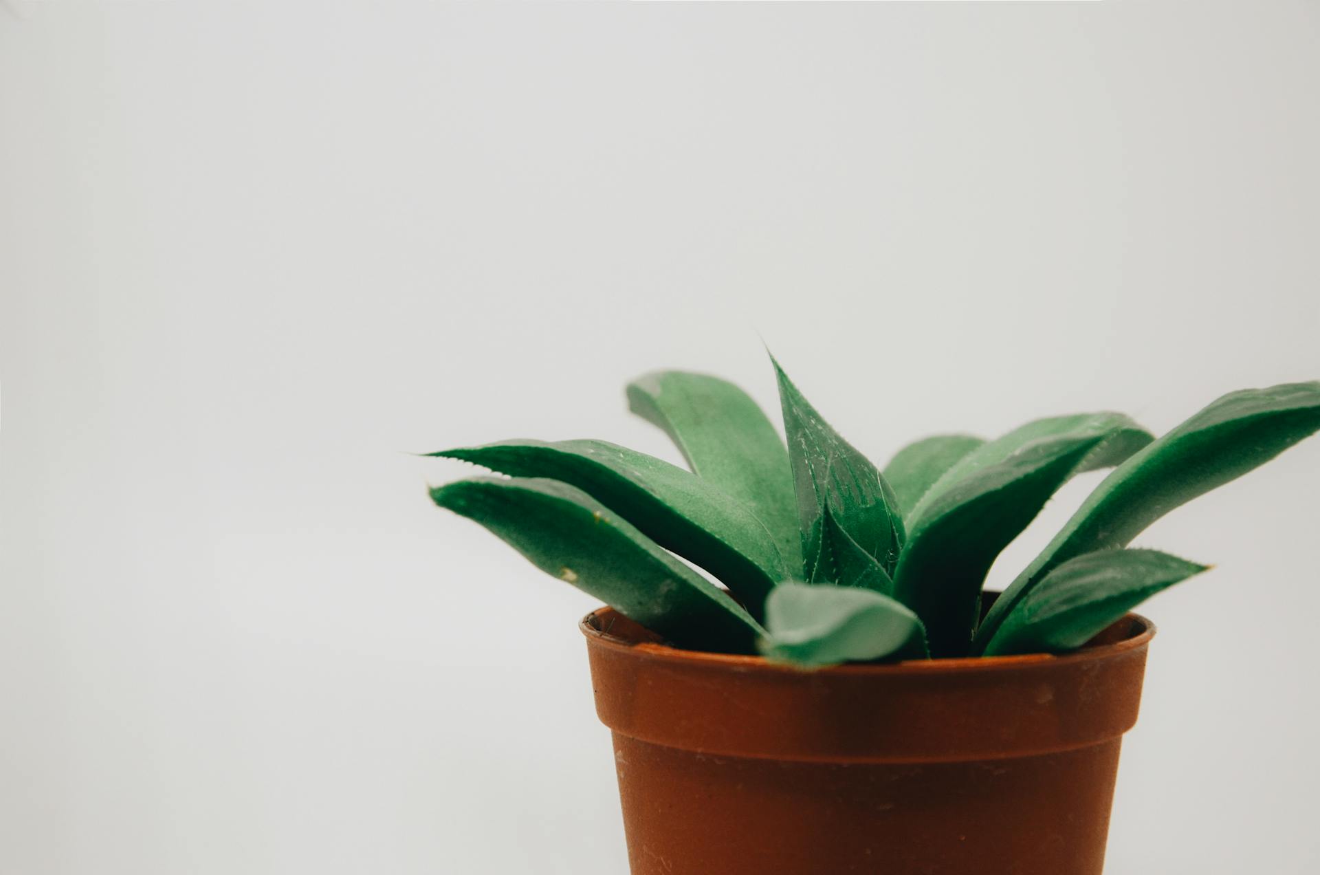 Minimalist image of a green succulent plant in a terra cotta pot against a neutral background.