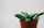 houseplant