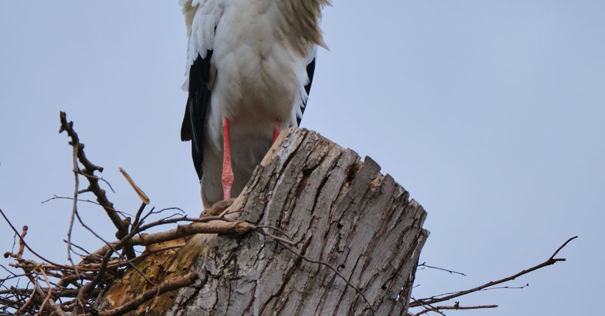 Stork on a Tree · Free Stock Photo