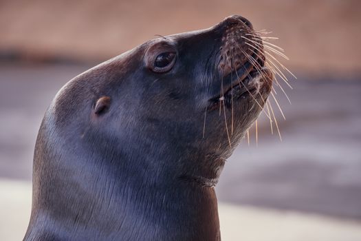 Close-up portrait of a California sea lion looking inquisitive against a blurred background.