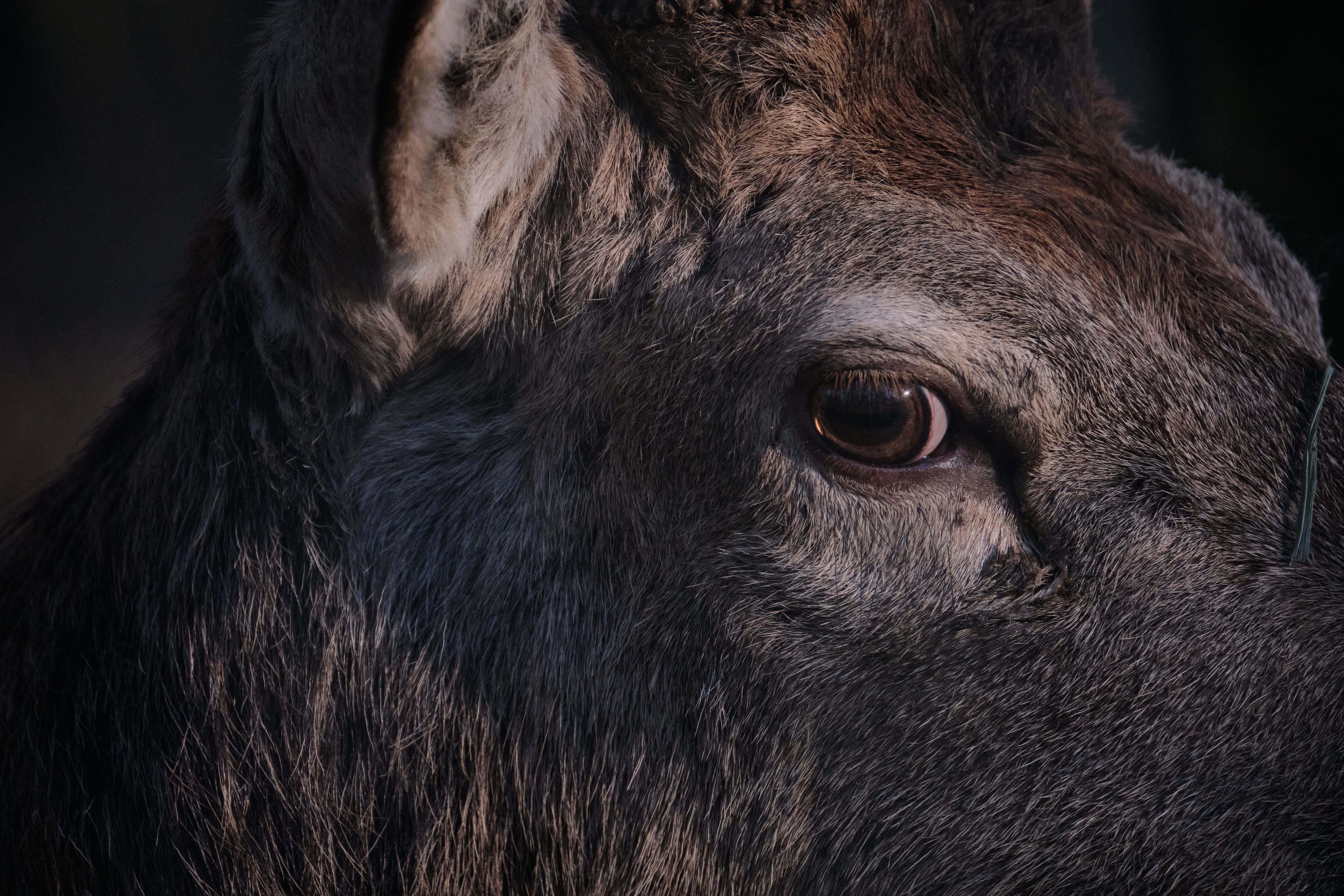 Far Cry New Dawn game guides and walkthrough — Photo by Nick on Pexels