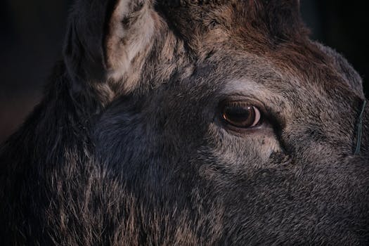 Intimate close-up of a deer's eye, capturing wild essence and detail.