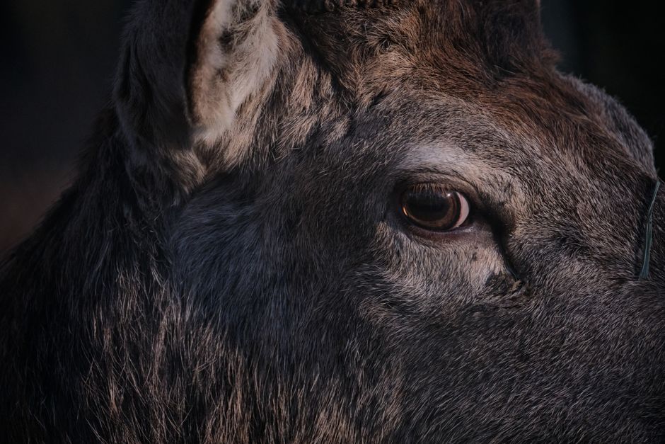 Fur and eyes are where animal designs are won or lost, and both come down to closely related values