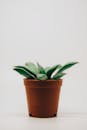白色背景下的陶土盆中，有一株简单而优雅的室内盆栽植物