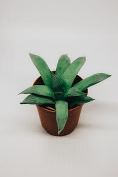 中性背景上，棕色花盆中绿色多汁植物的特写