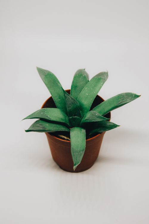 Free A close-up of a green succulent plant in a brown pot on a neutral background. Stock Photo