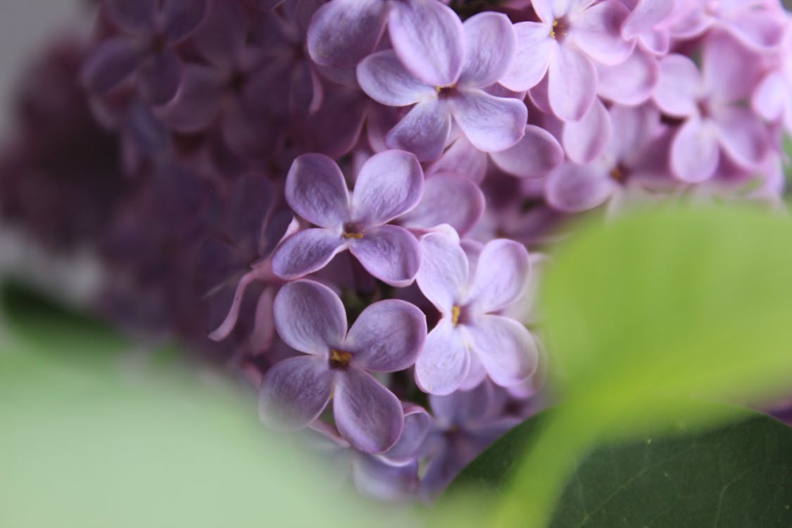 Selective Focus of Purple Flowers