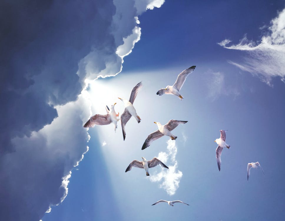 Free White Birds Flying Stock Photo