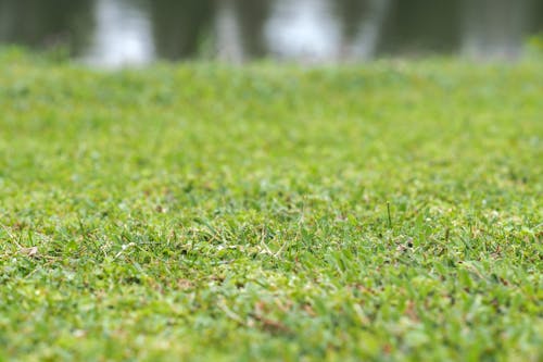 Close-up of a lawn at a golf course