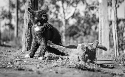Black and white photo of two cats playing