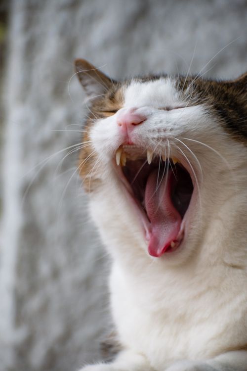 Gato Riento 32.988+ Fotos y Imágenes de Gato riendo Gratis · Banco de Fotos Gratis
