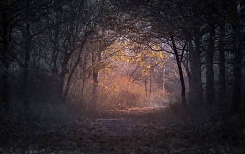 무료 새벽 동안 숲 스톡 사진