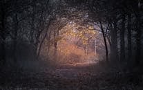 秋天的森林小路上，金黄的树叶沐浴在柔和的晨光中，宁静而祥和