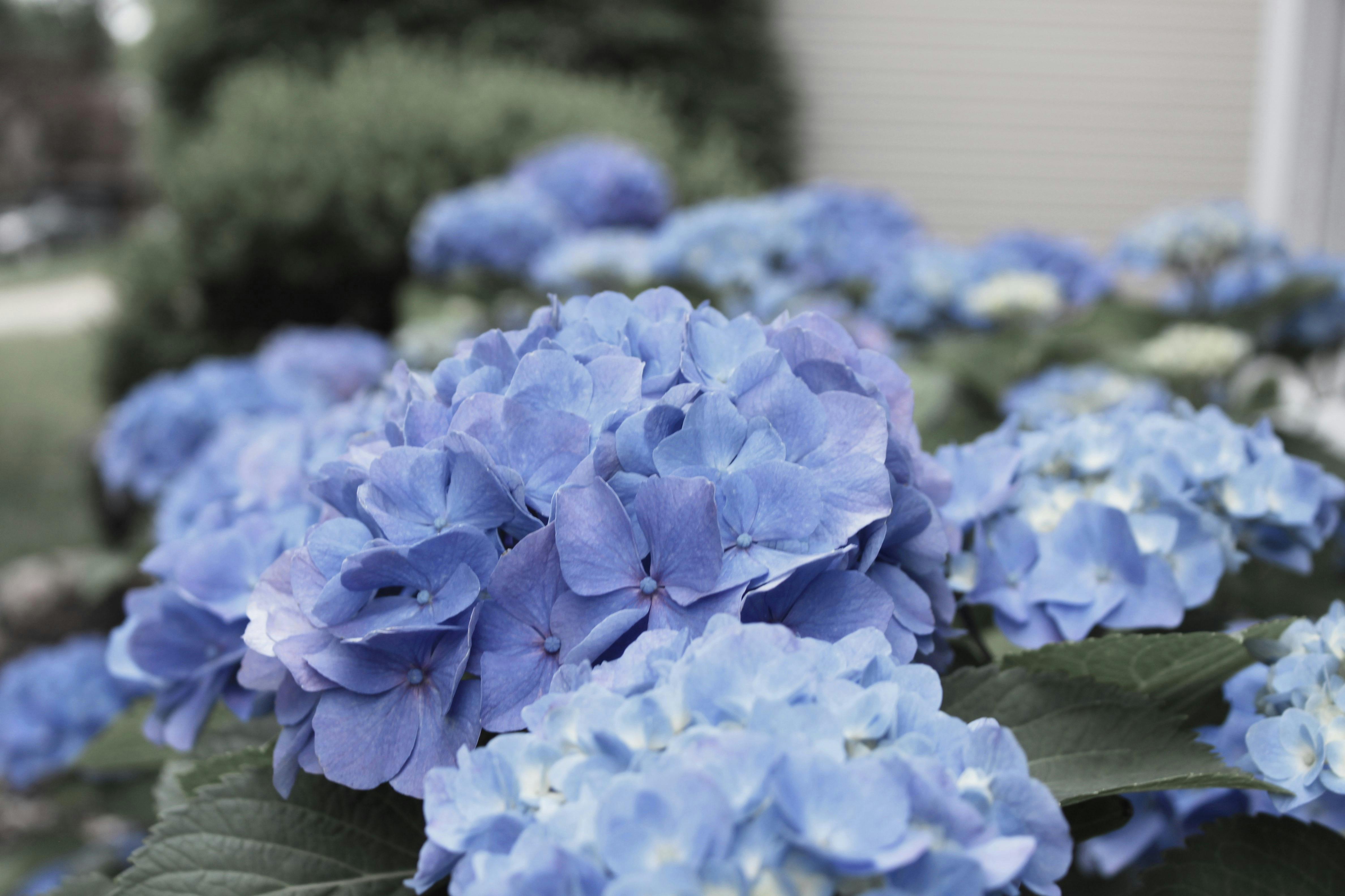 Free stock photo of back light, beautiful flowers, blue