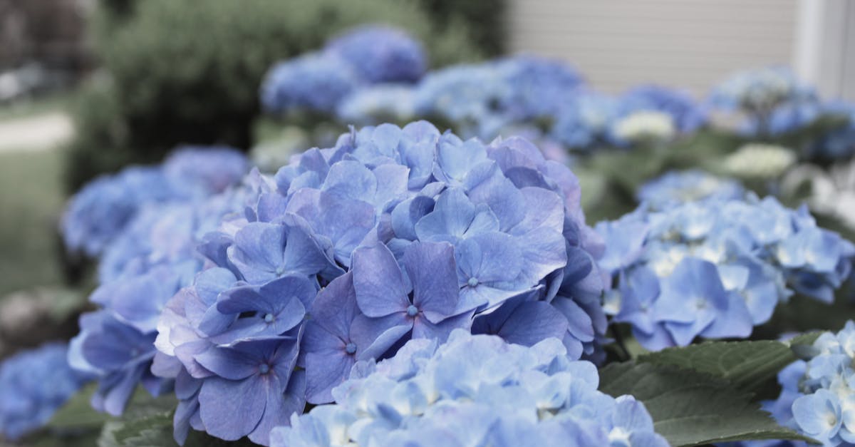Free stock photo of back light, beautiful flowers, blue