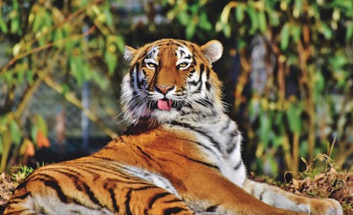 Orange Tiger Sticking Its Mouth Out