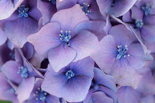 フラワーズ, フローラル, 紫の無料の写真素材