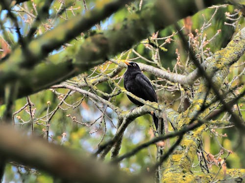 Immagine gratuita di albero, covate, fauna selvatica