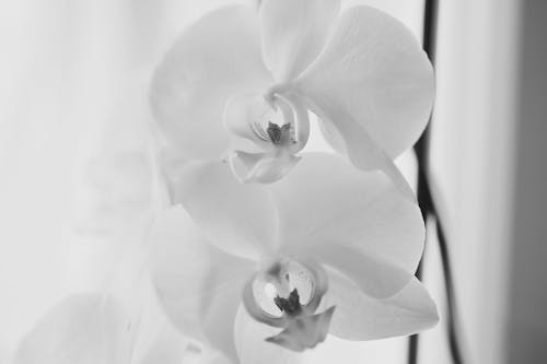 Foto profissional grátis de branco, exótico, florescimento