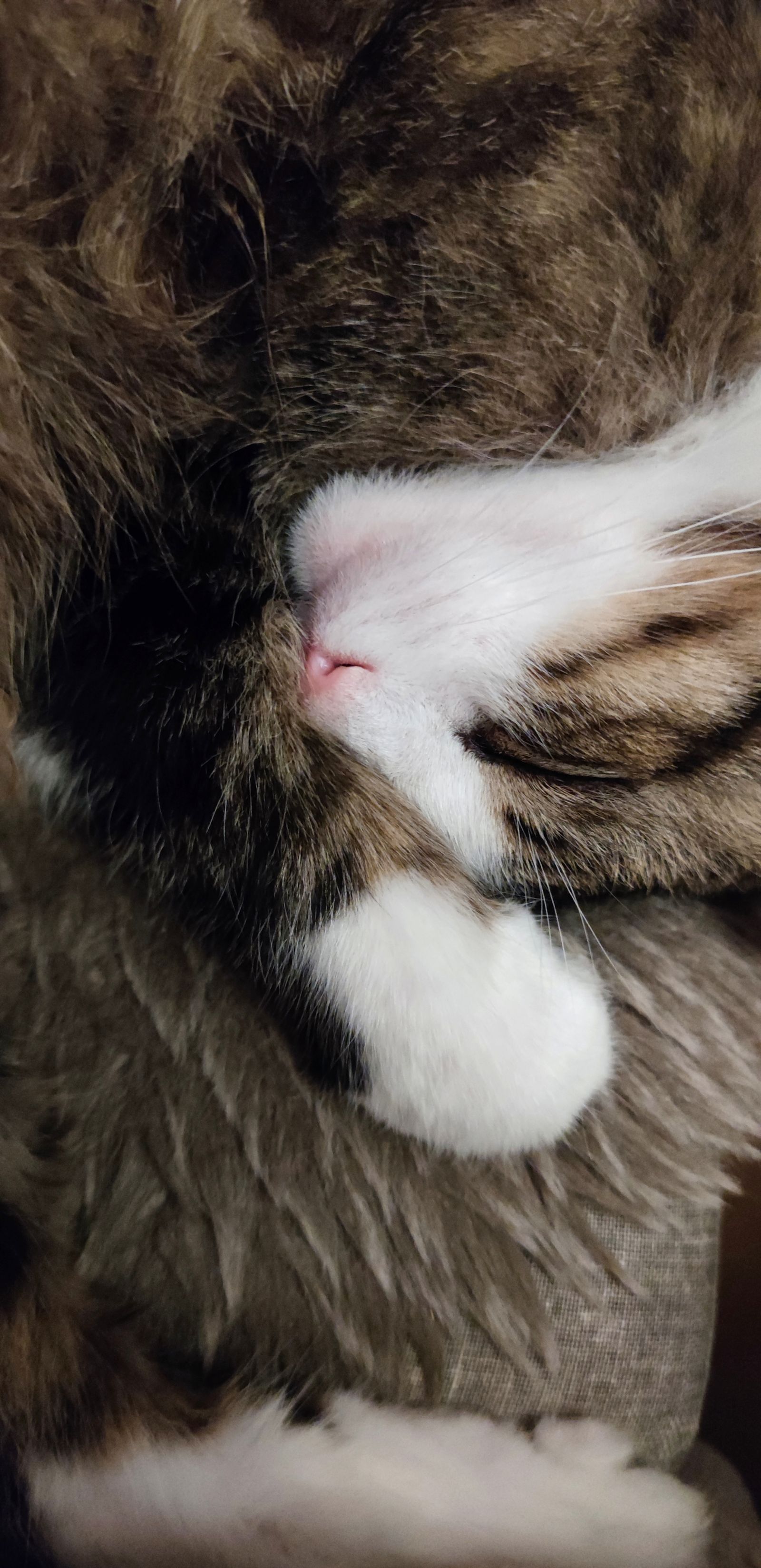 Le dormeur